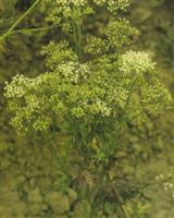 ANIS VERT (pimpinella anisum) BIO, apiacées - en 5ml, 10ml, 15ml